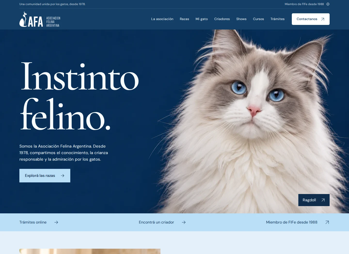 Captura real del rediseño de AFA: portada Instinto felino y fotografía de un gato Ragdoll